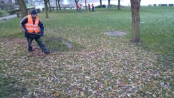 usuwanie liści na zieleńcach nad jeziorem